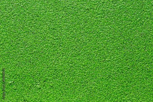 green duckweed floating above the water surface