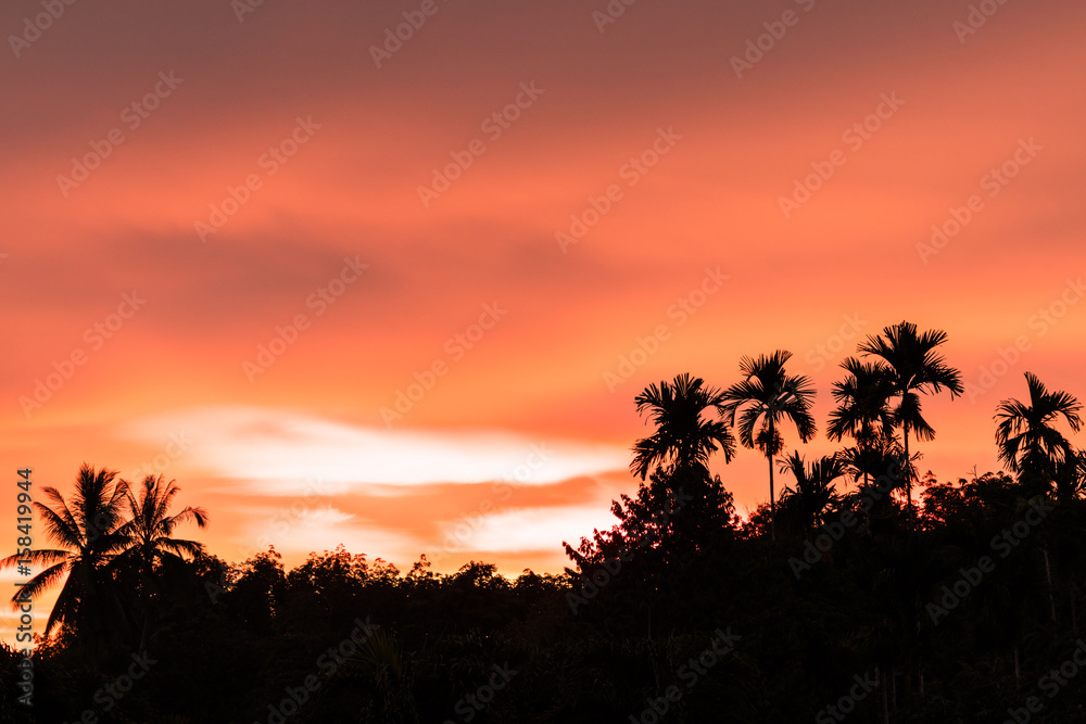 sunset with silhouette palm tree in  forest and colorful sky