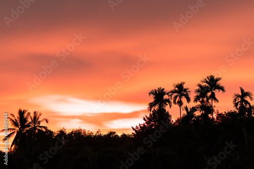 sunset with silhouette palm tree in  forest and colorful sky