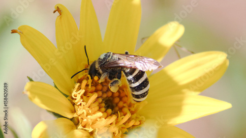 Bee siping nectar