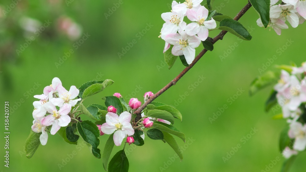 花咲くリンゴの木