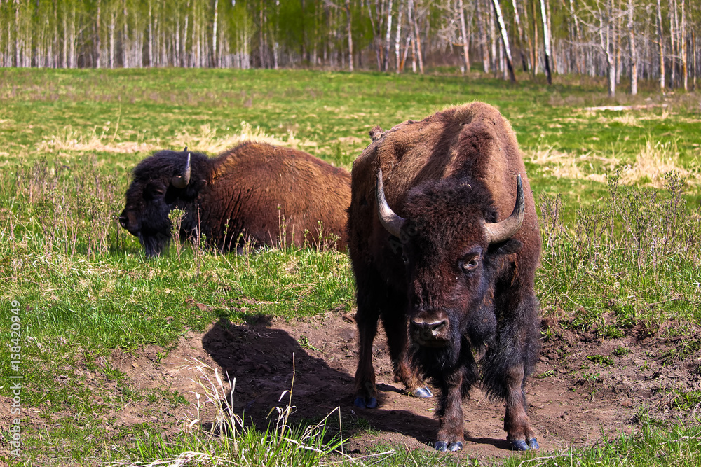 Two buffalo near a wallowing pit