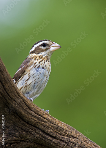 Female Rose-breasted Grosbeak ( Pheucticus ludovicianus) perched on a branch with a green background. photo