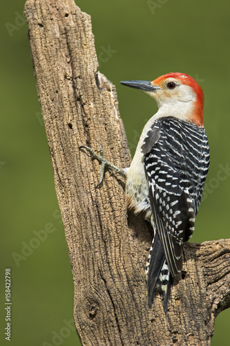 Male Redbellied Woodpecker ( Melanerpes carolinus) clinging to a stump with a green background.