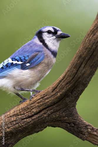 Bluejay (Cyanocitta cristata) perched on a branch with a green background. © geraldmarella