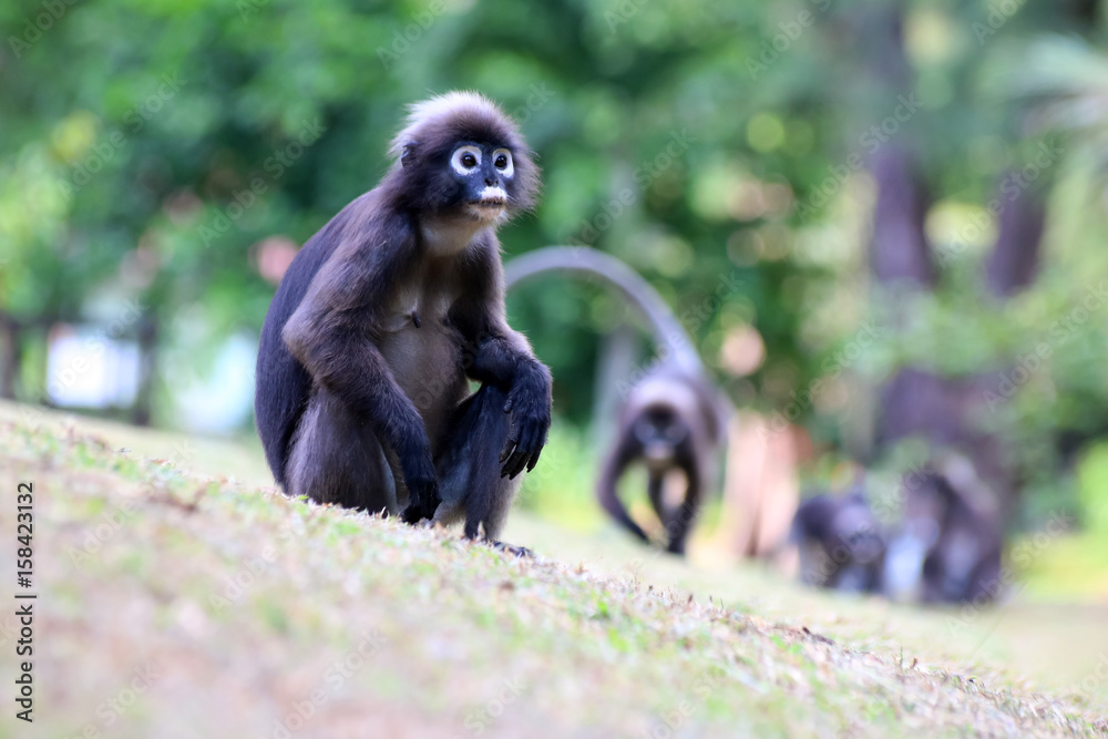 Monkey walk in the garden,Dusky langur Monkey walk in the garden,Dusky langur