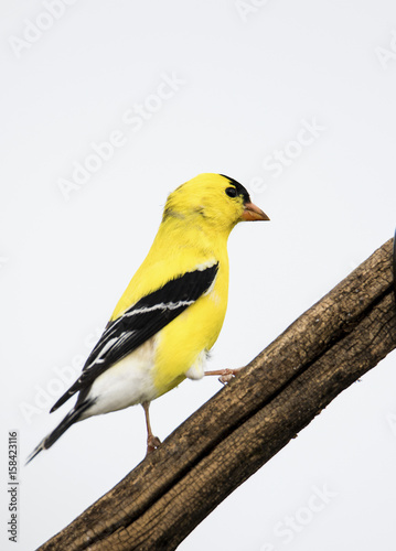 American Goldfinch (Spinus tristis) perched on a branch with a white background.