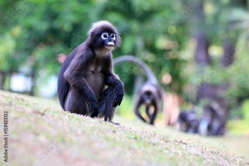 Monkey walk in the garden,Dusky langur  © THANAGON