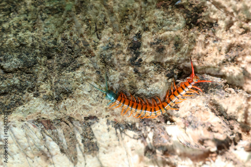 Centipede with beautiful colors in the garden. 