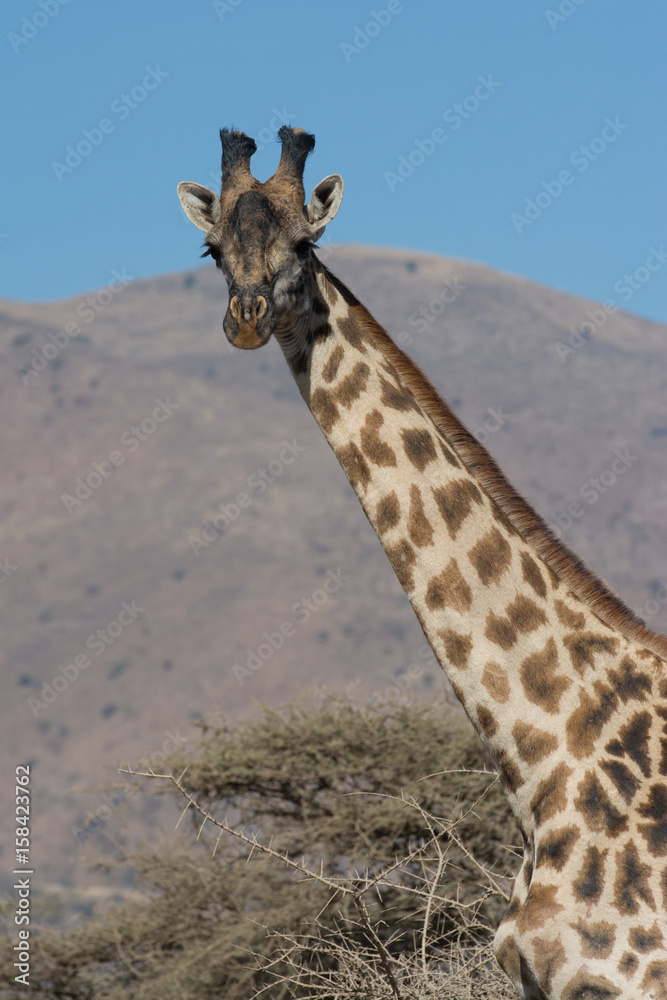 Obraz premium Giraffe