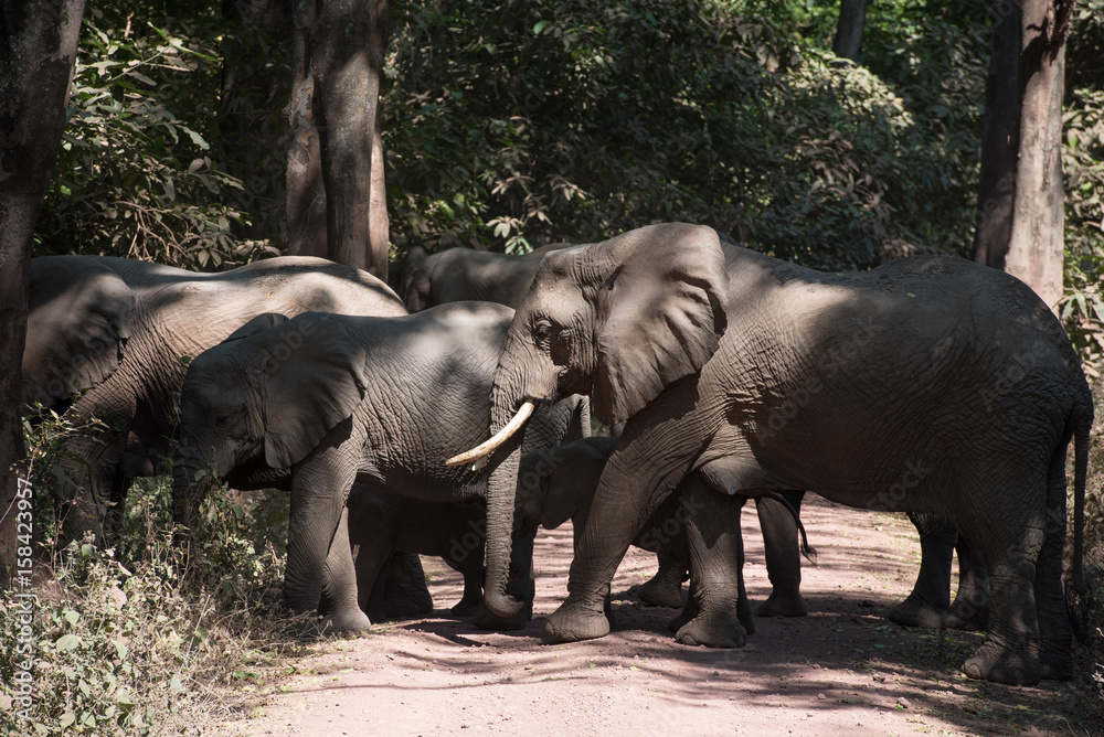 Fototapeta premium Elephants in the road