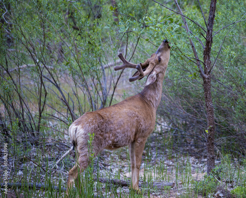 Deer at Zion National Park © Todd