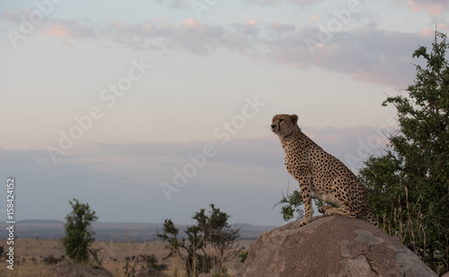 Cheetah at dusk © ErinMoeur