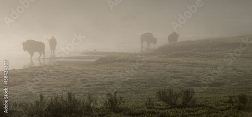 Bison in the fog
