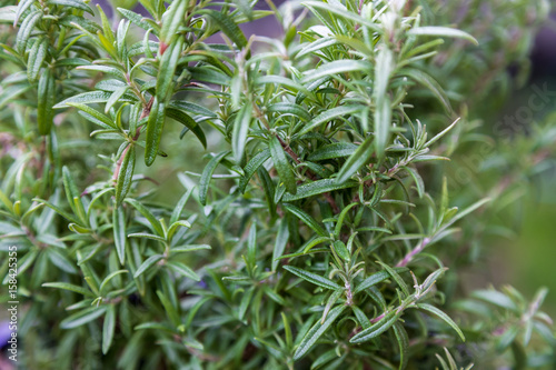 Bush of fresh growing rosemary leaves in a home garden