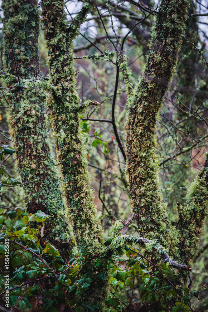 A forest covered with moss and lichen in the Serra da Estrela mountains. County of Guarda. Portugal A forest covered with moss and lichen in the Serra da Estrela mountains. County of Guarda. Portugal