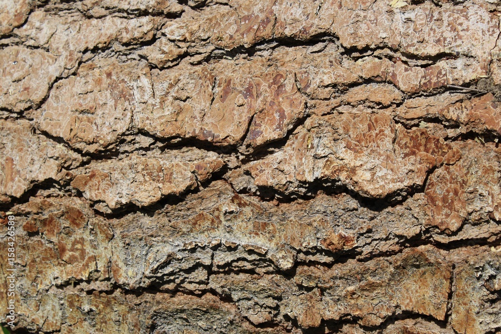 Chunky Bark Chunky Bark