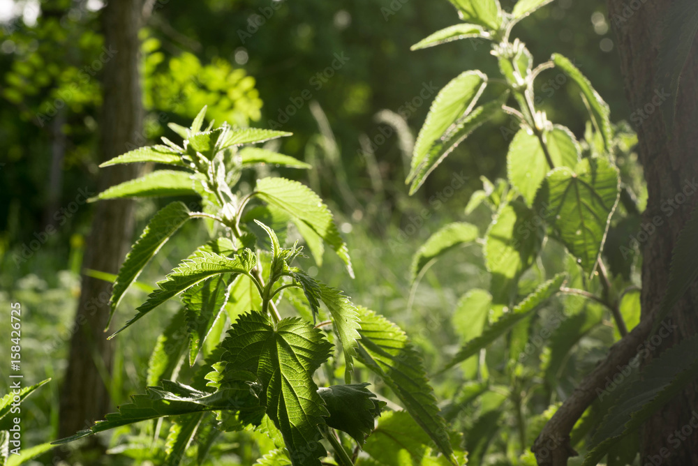 Obraz premium nettle in meadow, baxk lit, selective focus