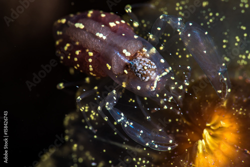 Anemone Shrimp