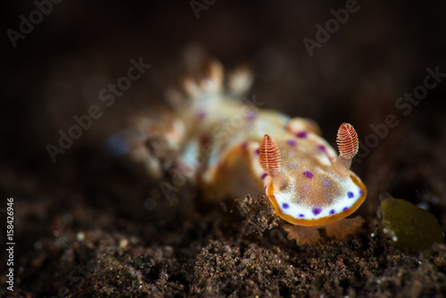 Juvenile Spanish Dancer photo