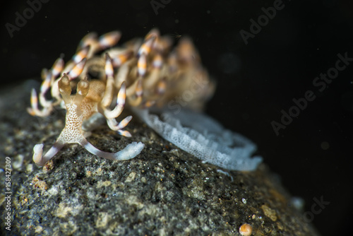 Nudibranch with Eggs