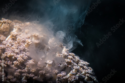 Spawning Coral photo