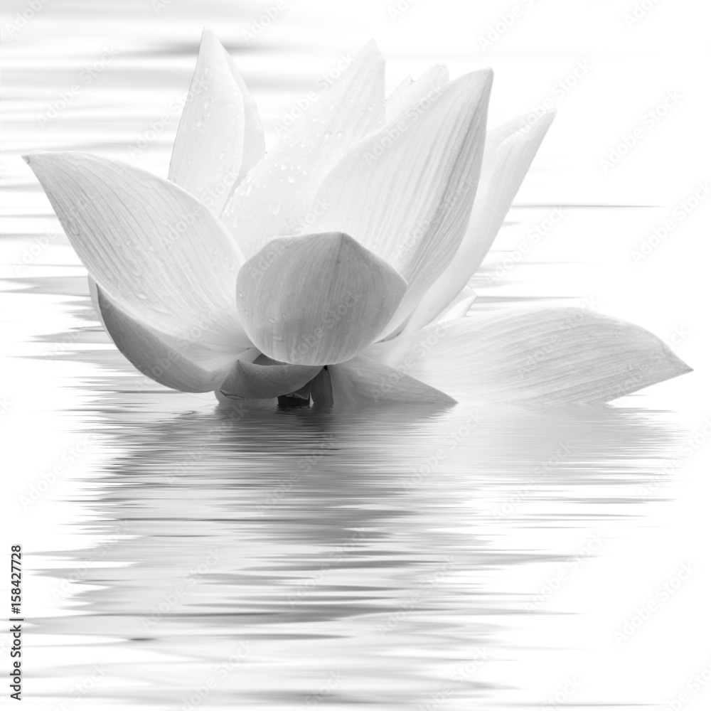 fleur blanche de lotus en noir et blanc Photos | Adobe Stock