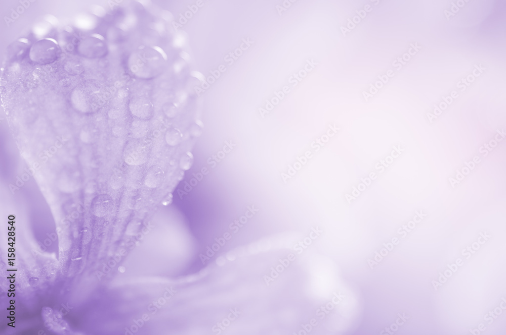 Orchid flower close up for background Orchid flower close up for background