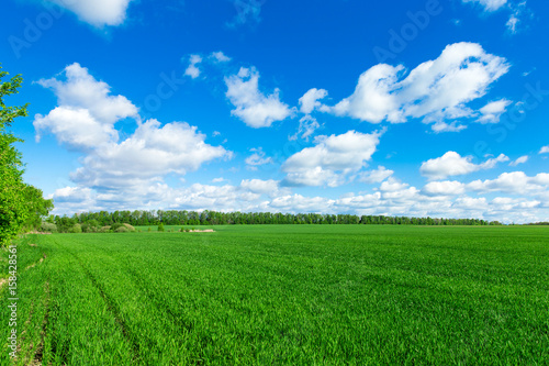 field of grass and perfect sky © Pakhnyushchyy