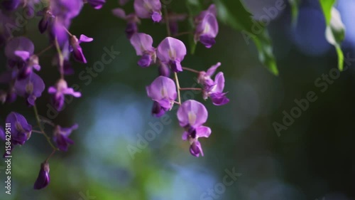 Wallpaper Mural  藤の花 Torontodigital.ca