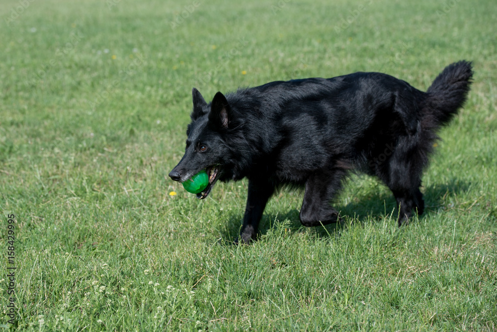 Belgian Shepherd Running Through the Grass. Belgian Shepherd Running Through the Grass.