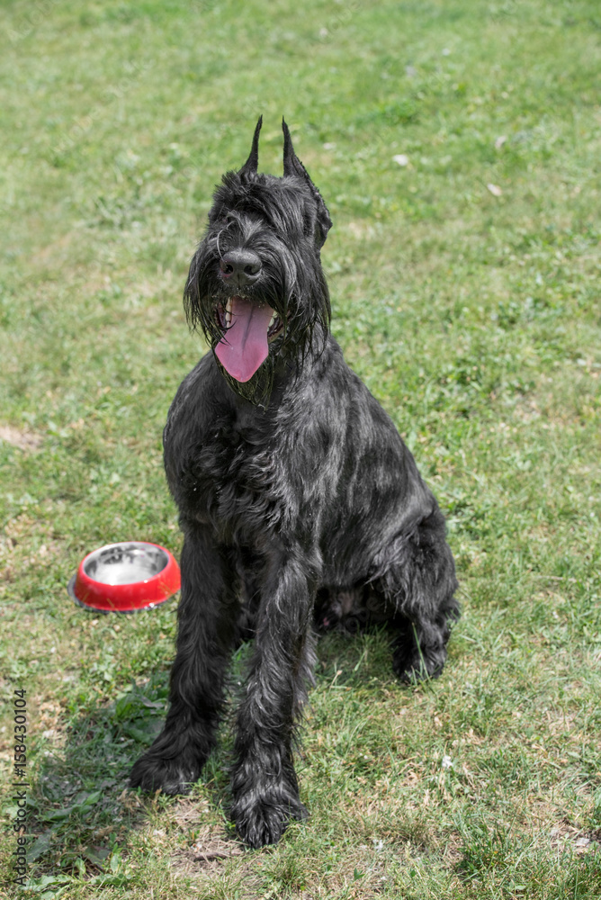 Close up of black Giant Schnauzer or Riesenschnauzer dog outdoor