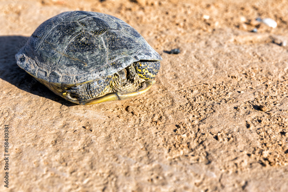 Obraz premium Scared tortoise hid in a shell