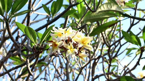 Yellow plumeria flower on the tree. Tropical garden on Bali island, Indonesia. photo