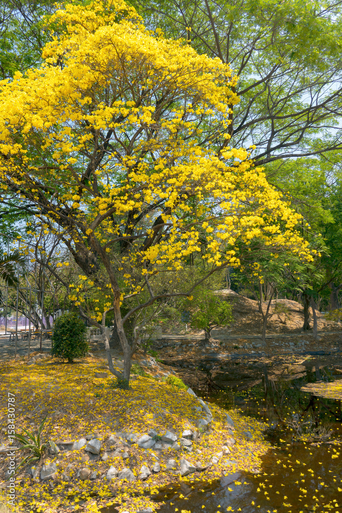 Fototapeta premium Yellow India tree with Yellow flowers