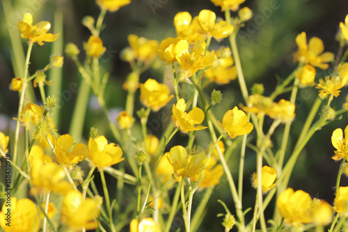 Fototapeta Naklejka Na Ścianę i Meble -  Yellow buttercup flowers in meadow and summer day