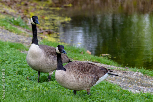 Canada Geese