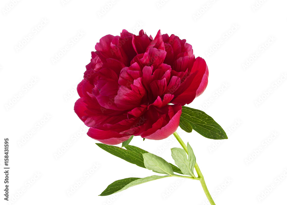Red peony isolated on a white background Red peony isolated on a white background