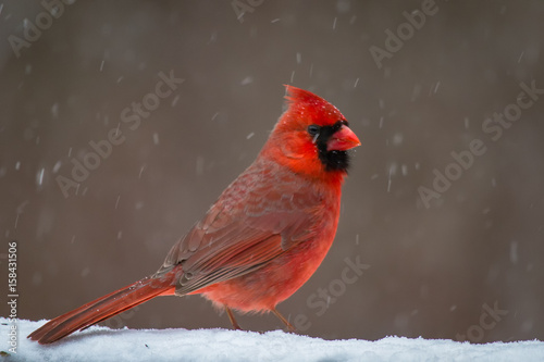 Winter Cardinal © Ryan