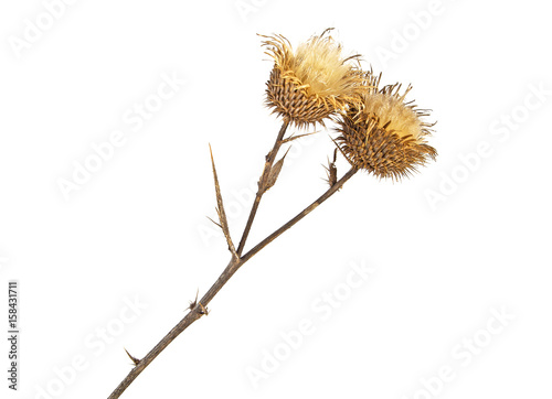 Dried milk Thistle plant on a white background. Scotch thistle, Cardus marianus.