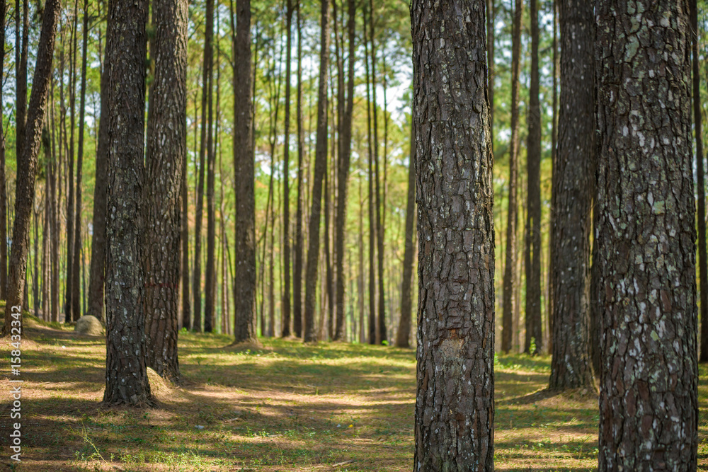 pine forest with trunk with bark pine forest with trunk with bark