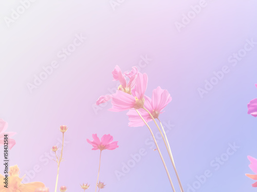 Fototapeta Naklejka Na Ścianę i Meble -  Cosmos beauty flowers