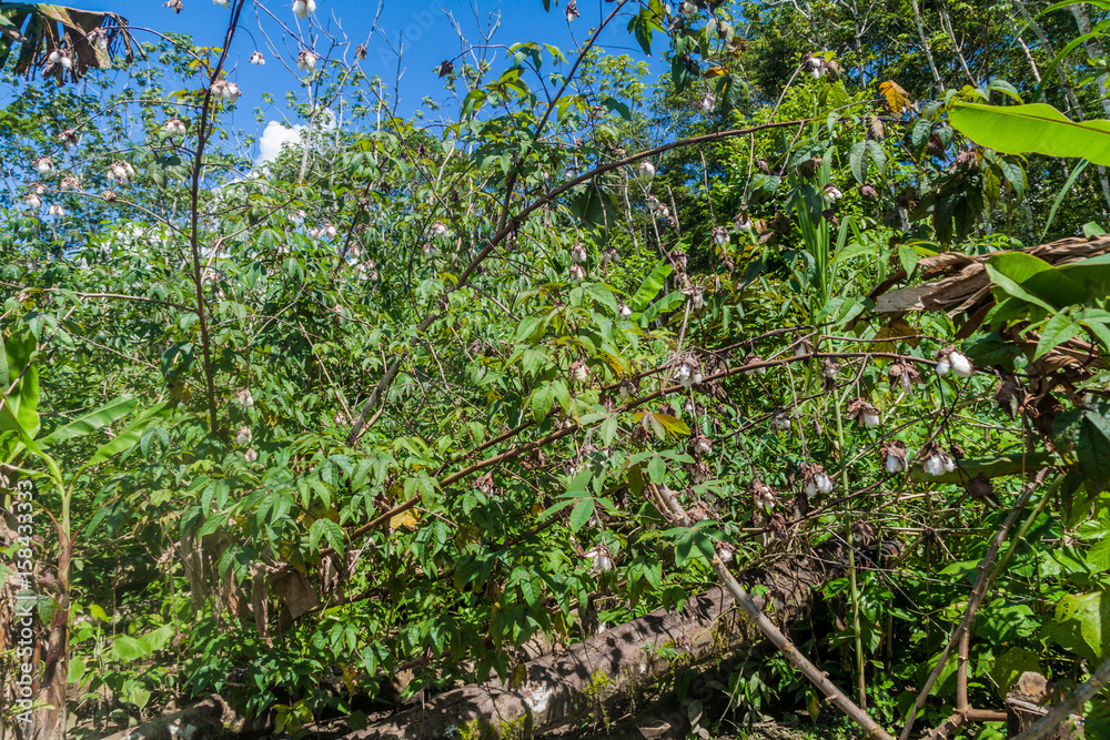 Fototapeta premium Cotton plant in a peruvian jungle