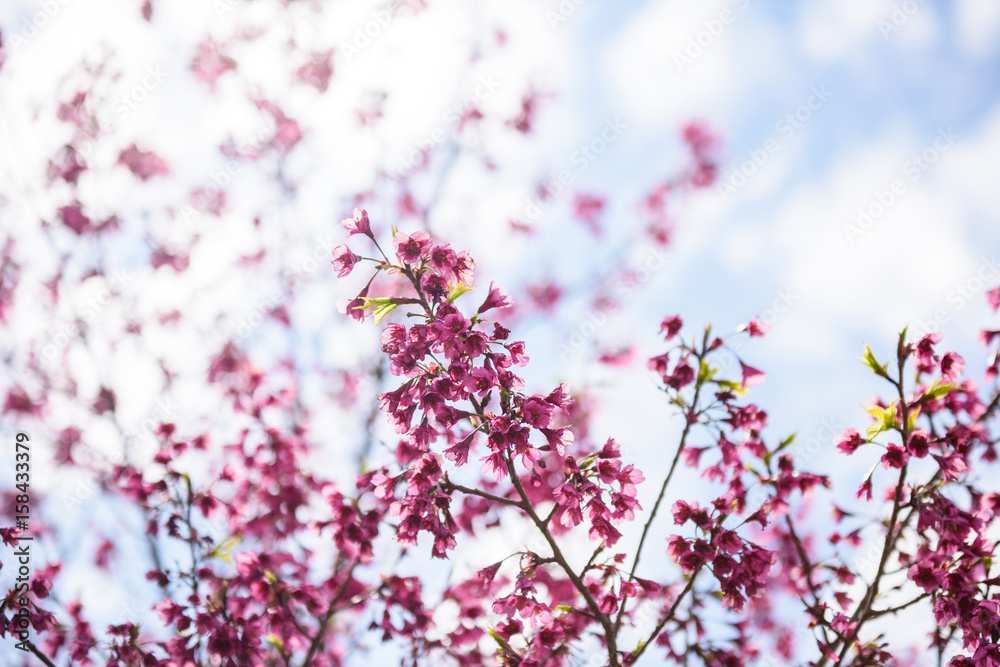 Beautiful cherry blossom sakura in spring time Beautiful cherry blossom sakura in spring time