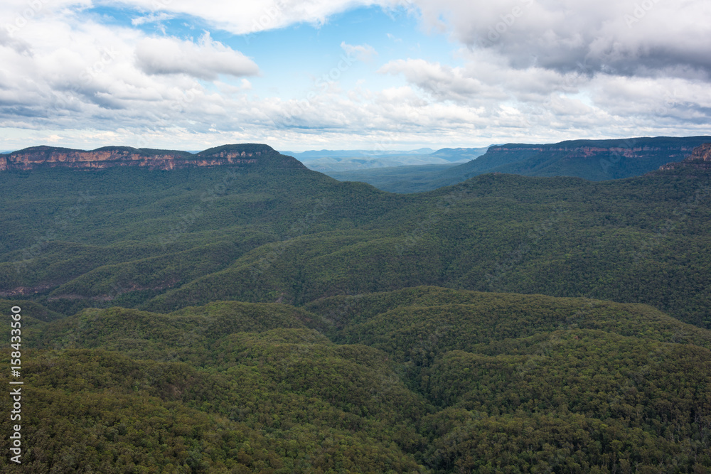 Beautiful eucalyptus forest panoramic view