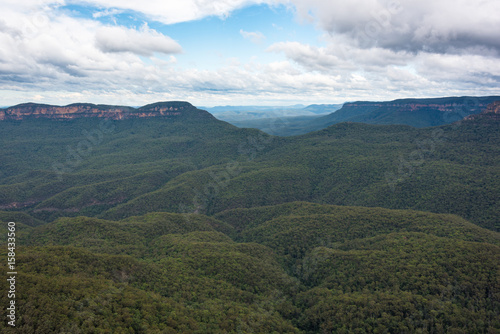 Beautiful eucalyptus forest panoramic view © Olga K