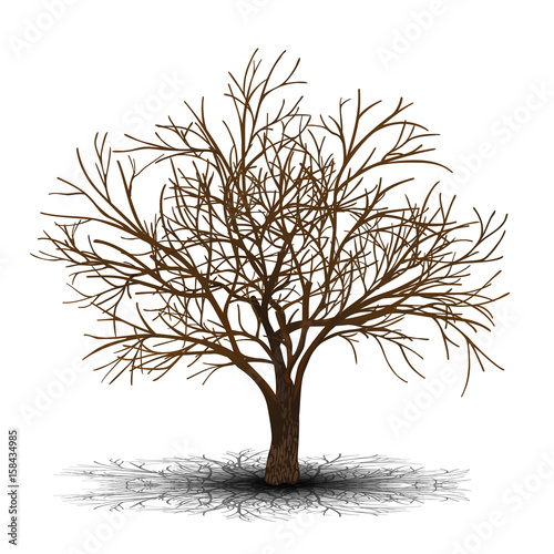 detached tree without leaves with shadow