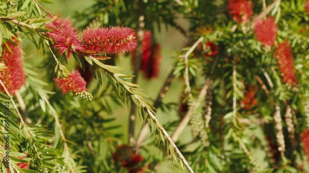 Wattlebird Pecking At Bottlebrush Flowers Wattlebird Pecking At Bottlebrush Flowers