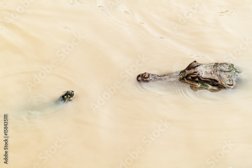 The yellow-spotted Amazon river turtle (Podocnemis unifilis) and spectacled caiman (Caiman crocodilus) in Fundo Pedrito animal farm in village Barrio Florido near Iquitos, Peru