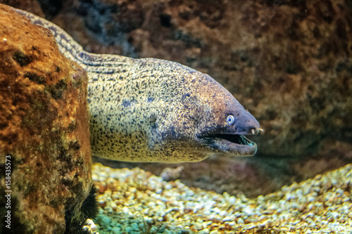 Predatory sea fish muraena.